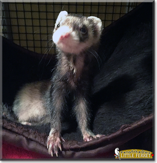 Little Ferret (Peanutt) the Ferret, the Pet of the Day