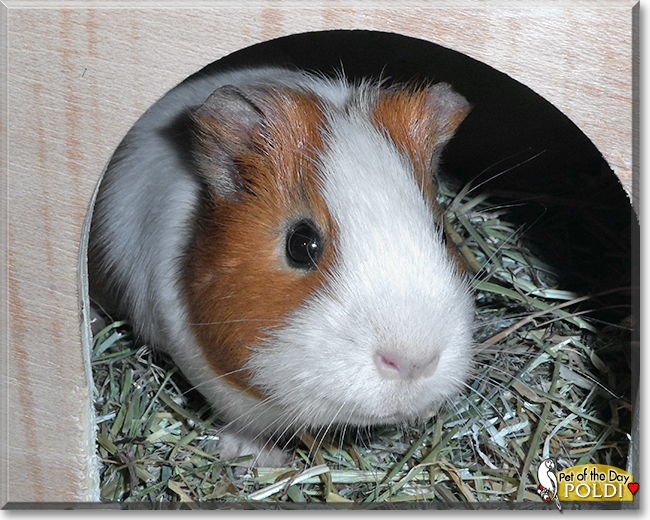 Poldi the Guinea Pig, the Pet of the Day