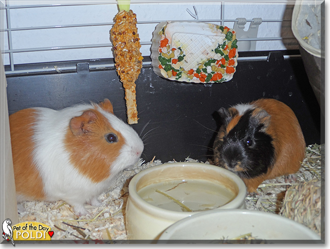Poldi the Guinea Pig, the Pet of the Day
