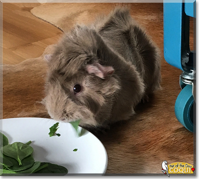 Coqui the Guinea Pig, the Pet of the Day
