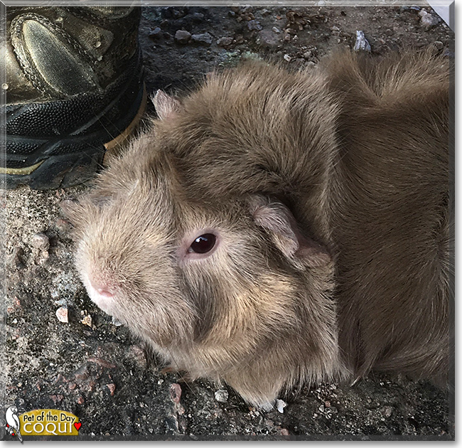 Coqui the Guinea Pig, the Pet of the Day