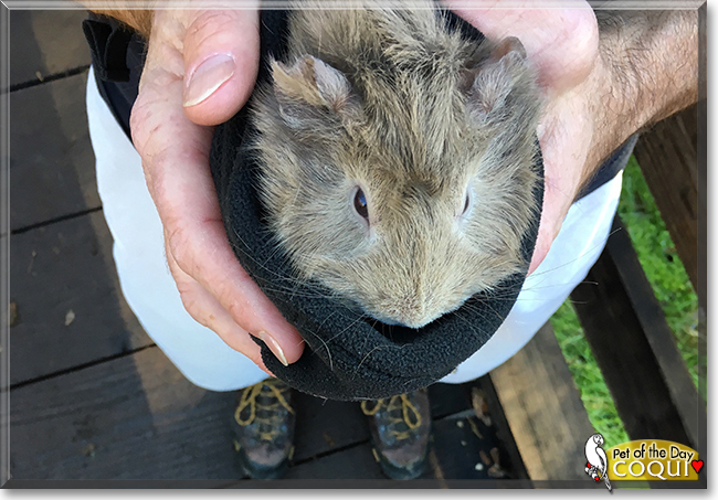 Coqui the Guinea Pig, the Pet of the Day