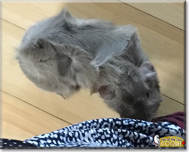 Coqui the Guinea Pig, the Pet of the Day