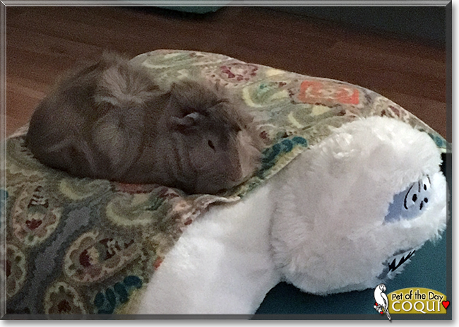 Coqui the Guinea Pig, the Pet of the Day