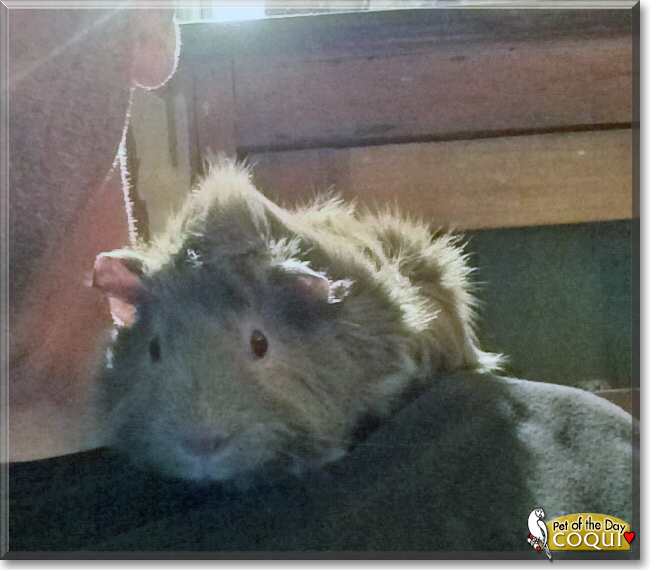 Coqui the Guinea Pig, the Pet of the Day