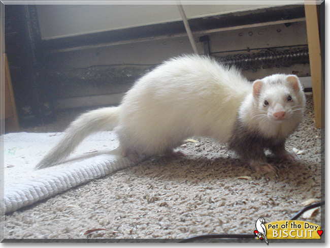 Biscuit the Ferret, the Pet of the Day
