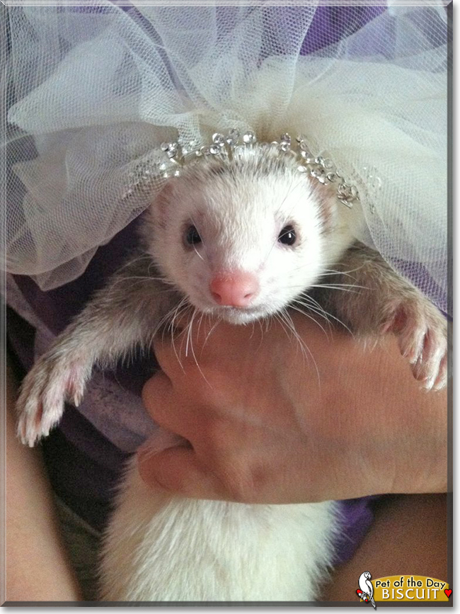 Biscuit the Ferret, the Pet of the Day