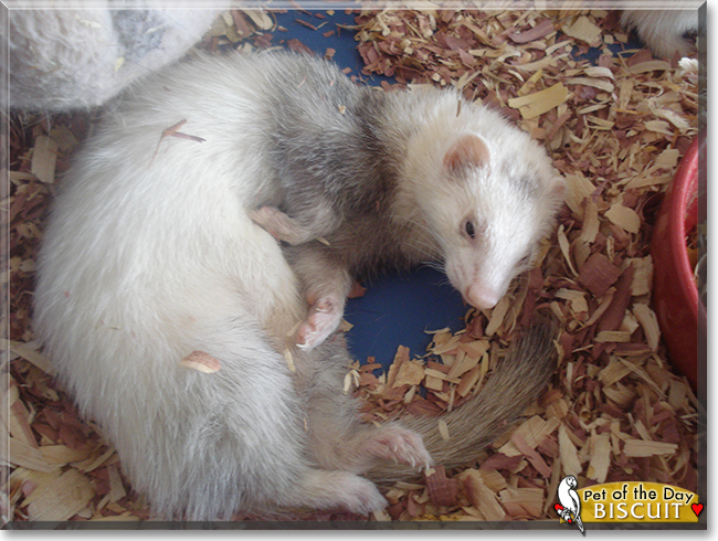 Biscuit the Ferret, the Pet of the Day