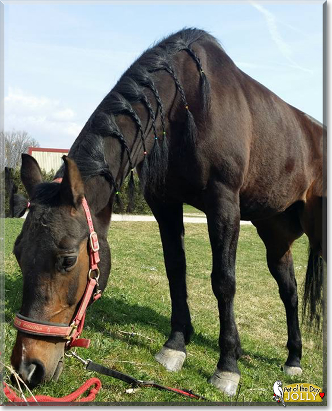 Jolly the Arabian/Pinto Horse, the Pet of the Day