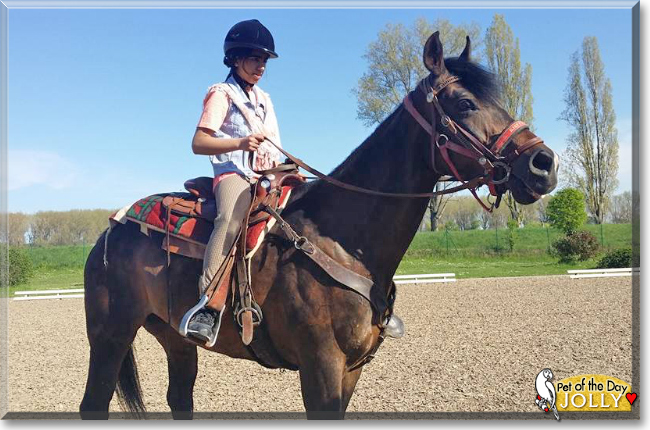 Jolly the Arabian/Pinto Horse, the Pet of the Day