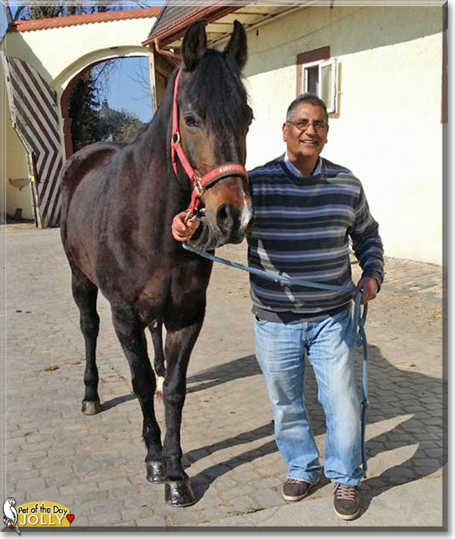 Jolly the Arabian/Pinto Horse, the Pet of the Day