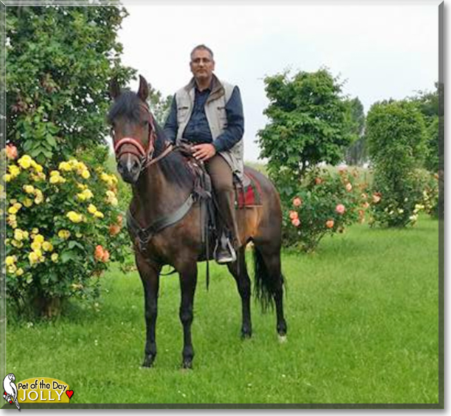 Jolly the Arabian/Pinto Horse, the Pet of the Day