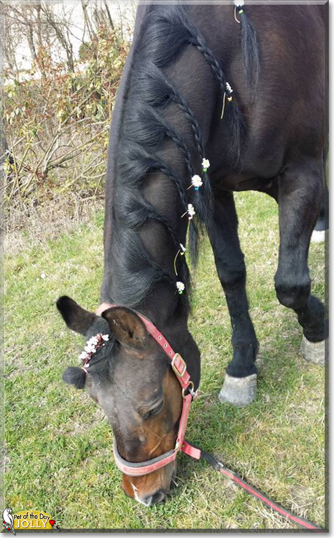 Jolly the Arabian/Pinto Horse, the Pet of the Day