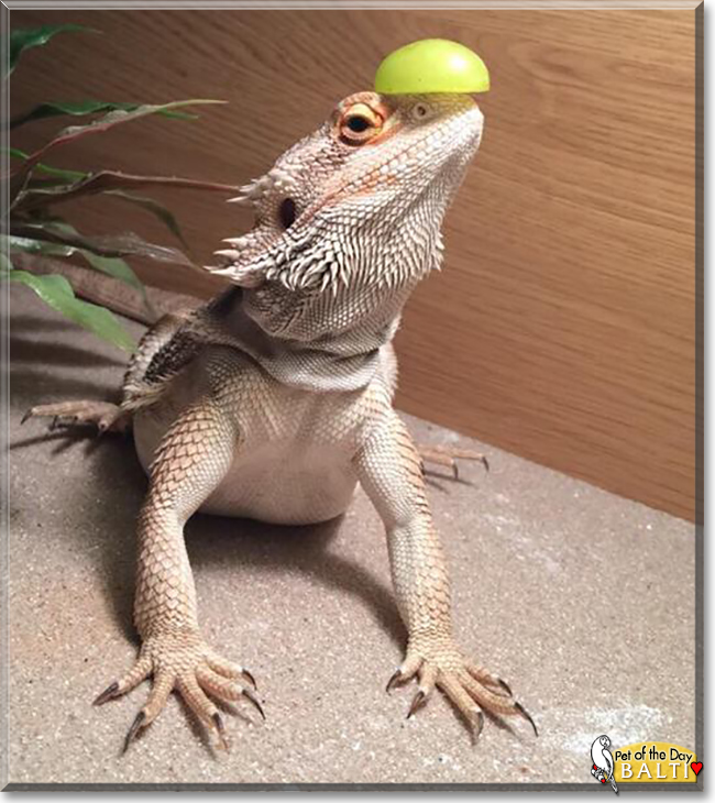 Balti the Bearded Dragon, the Pet of the Day