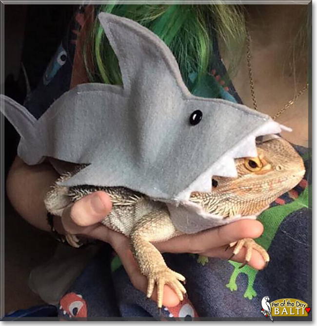 Balti the Bearded Dragon, the Pet of the Day