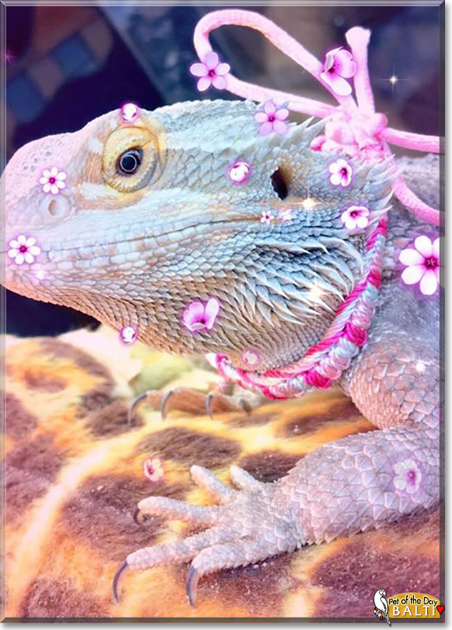 Balti the Bearded Dragon, the Pet of the Day