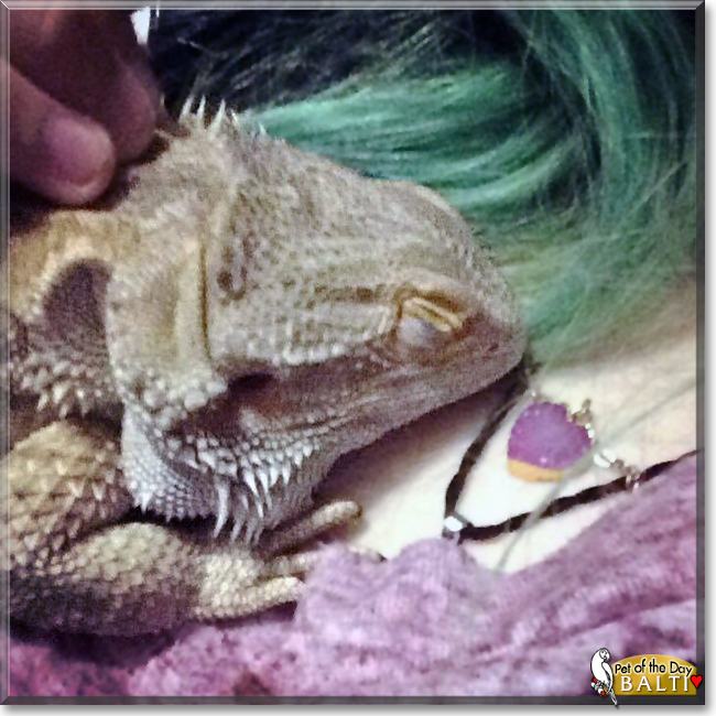 Balti the Bearded Dragon, the Pet of the Day
