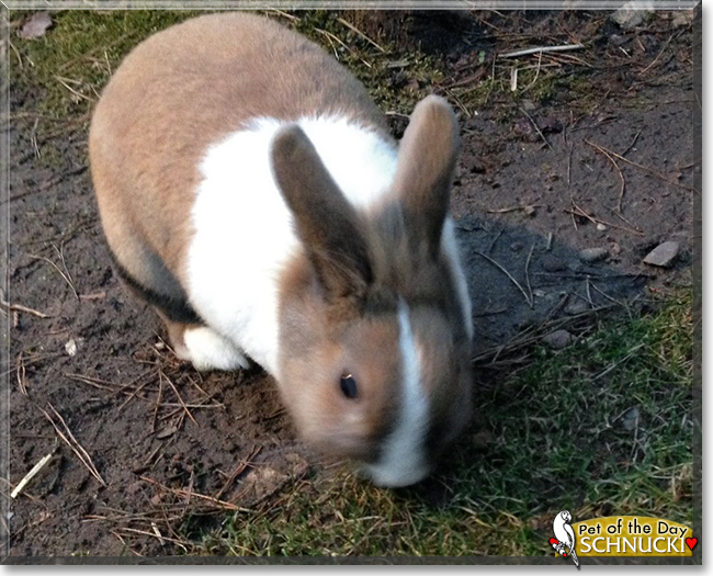 Schnucki the Dutch Rabbit, the Pet of the Day