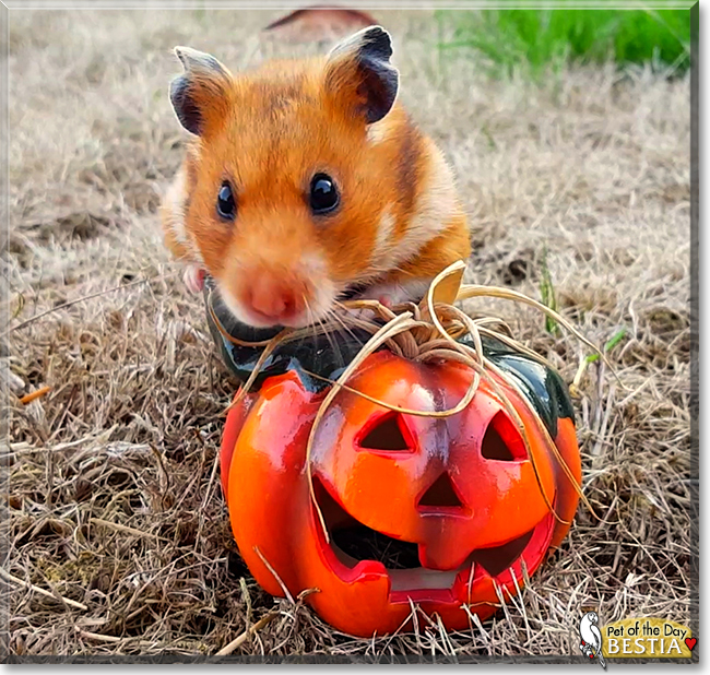 Bestia the Syrian Hamster, the Pet of the Day
