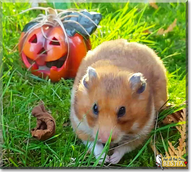 Bestia the Syrian Hamster, the Pet of the Day