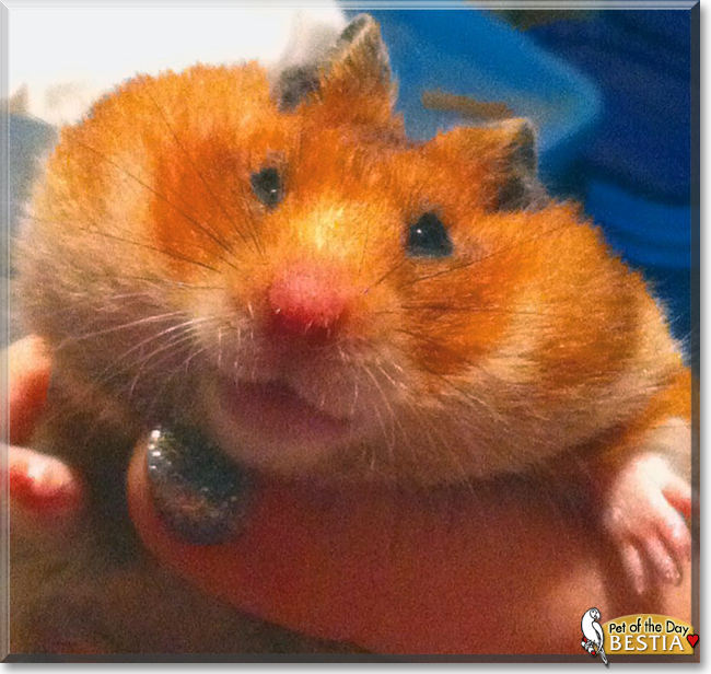 Bestia the Syrian Hamster, the Pet of the Day