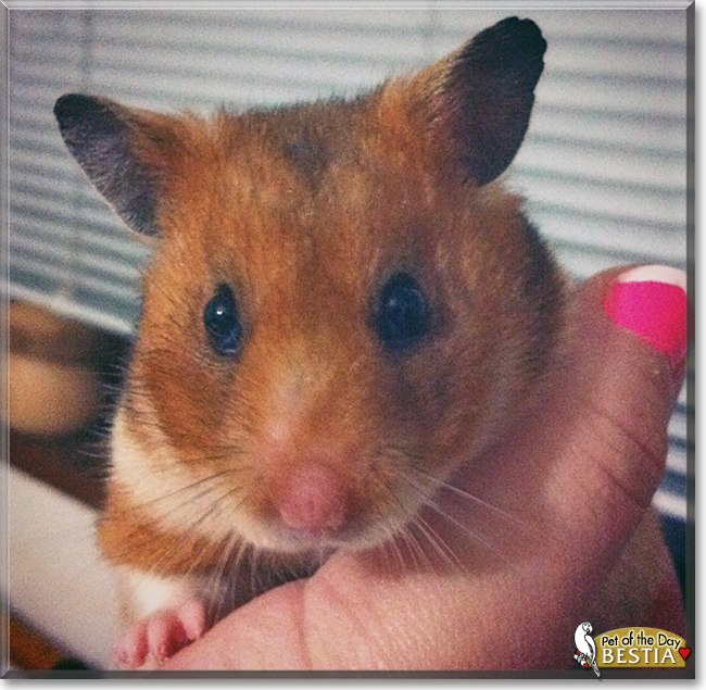Bestia the Syrian Hamster, the Pet of the Day