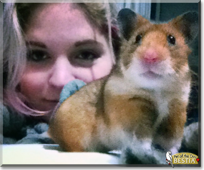 Bestia the Syrian Hamster, the Pet of the Day