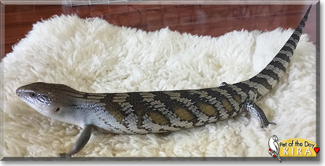 Kira the Eastern Blue-Tongued Skink, the Pet of the Day