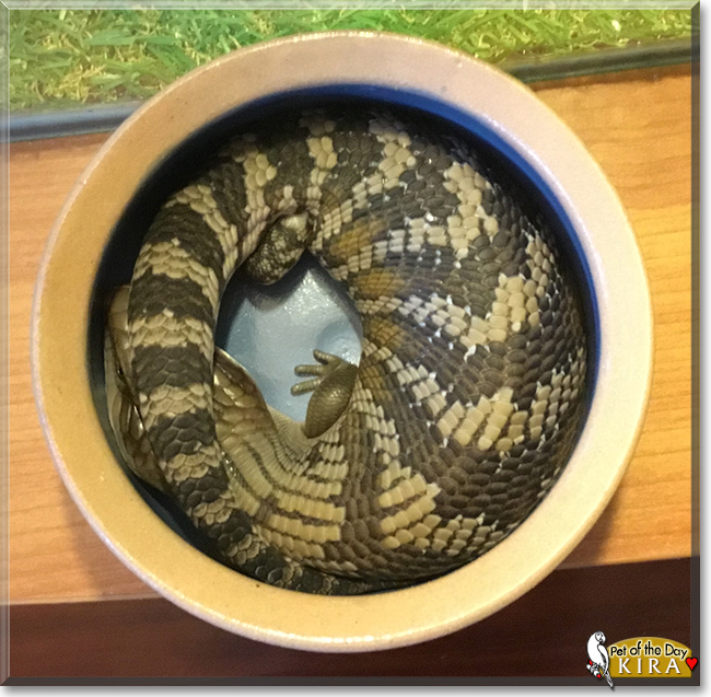 Kira the Eastern Blue-Tongued Skink, the Pet of the Day