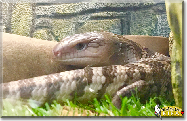Kira the Eastern Blue-Tongued Skink, the Pet of the Day