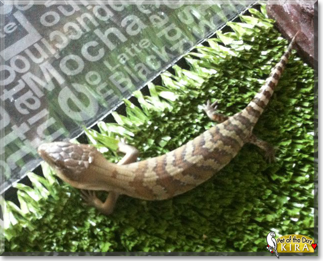 Kira the Eastern Blue-Tongued Skink, the Pet of the Day