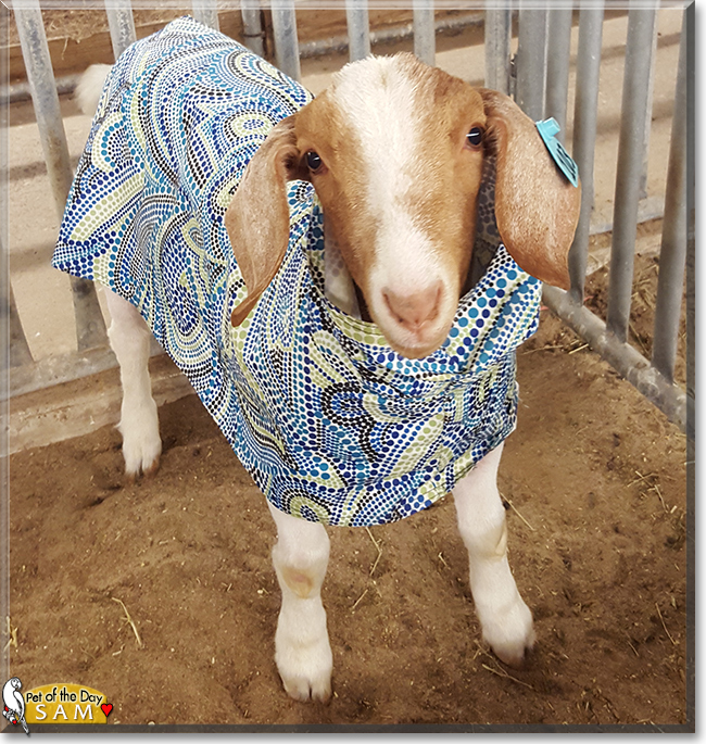 Sam the Boer Goat, the Pet of the Day
