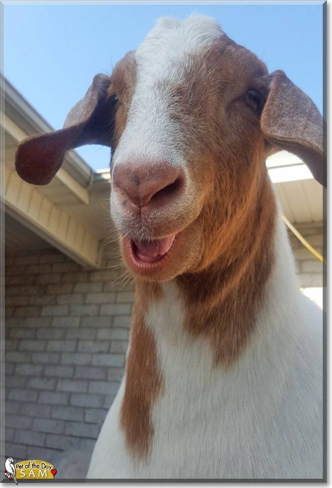 Sam the Boer Goat, the Pet of the Day