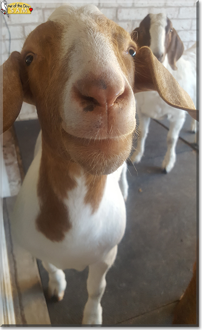 Sam the Boer Goat, the Pet of the Day