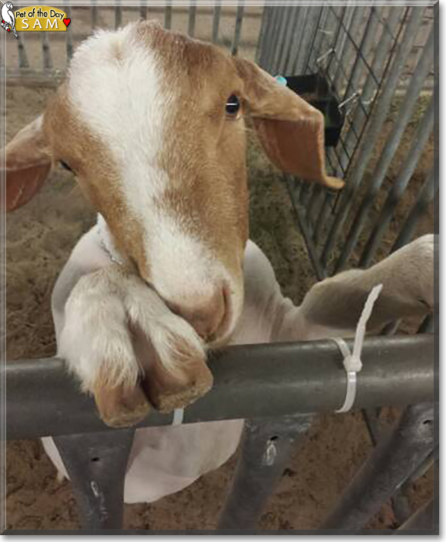 Sam the Boer Goat, the Pet of the Day