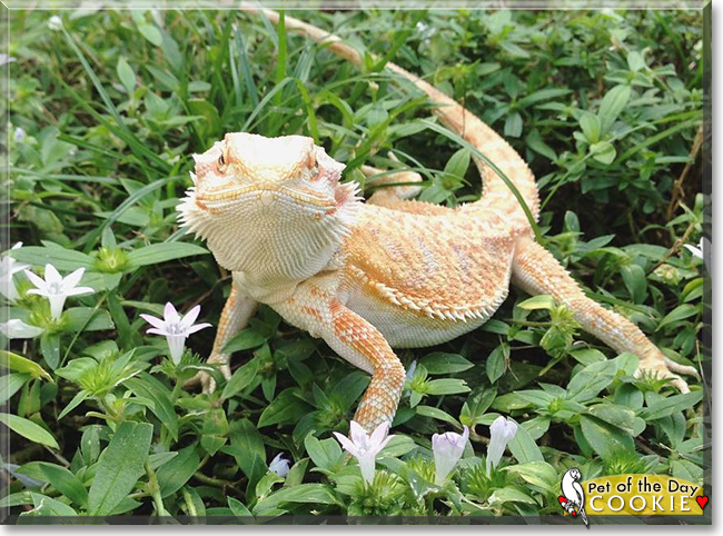 Cookie the Bearded Dragon, the Pet of the Day