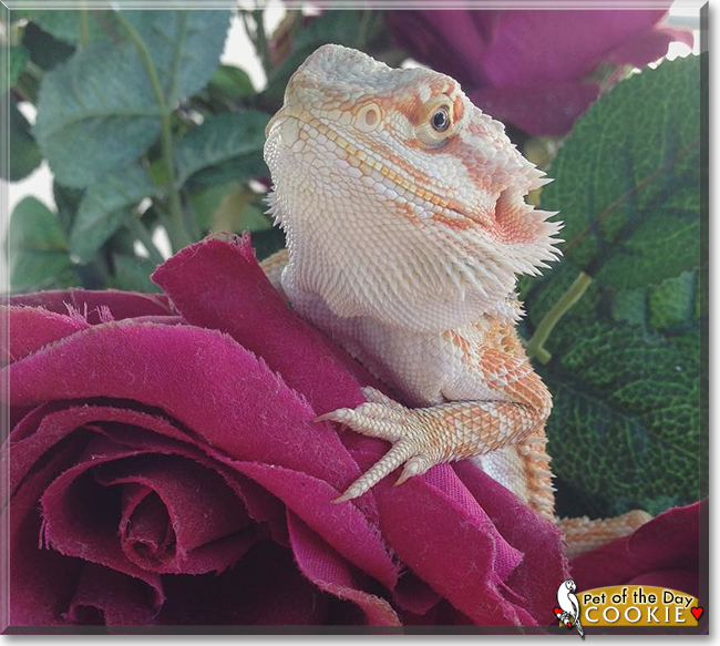 Cookie the Bearded Dragon, the Pet of the Day