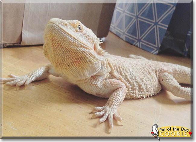 Cookie the Bearded Dragon, the Pet of the Day