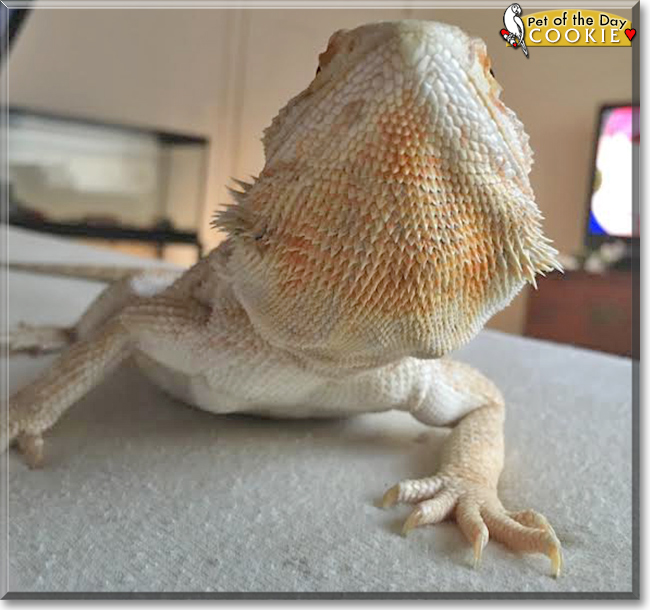 Cookie the Bearded Dragon, the Pet of the Day