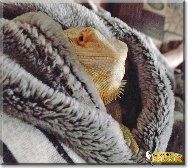 Cookie the Bearded Dragon, the Pet of the Day