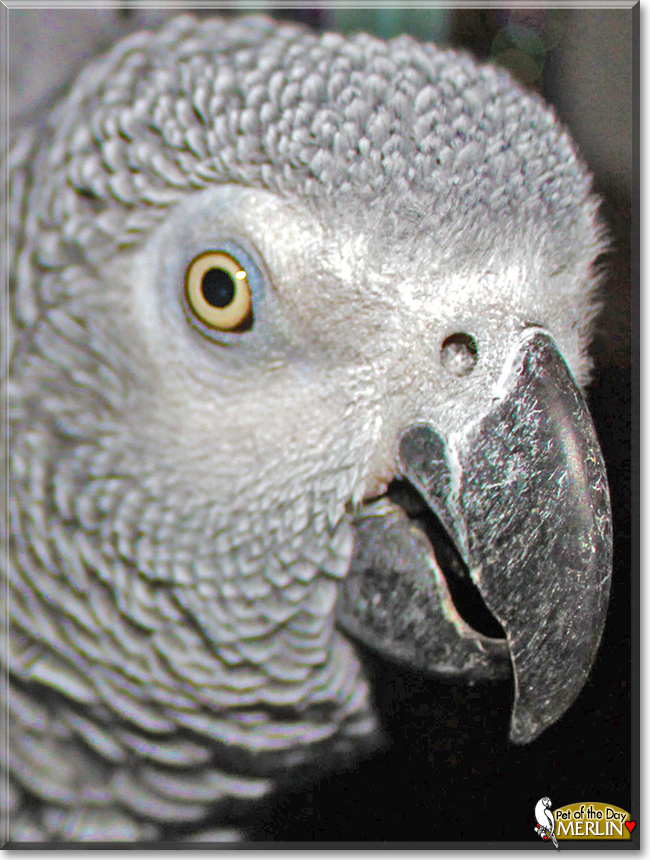 Merlin the African Grey Parrot, the Pet of the Day