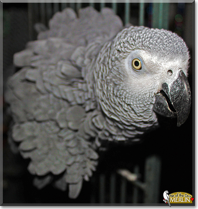 Merlin the African Grey Parrot, the Pet of the Day