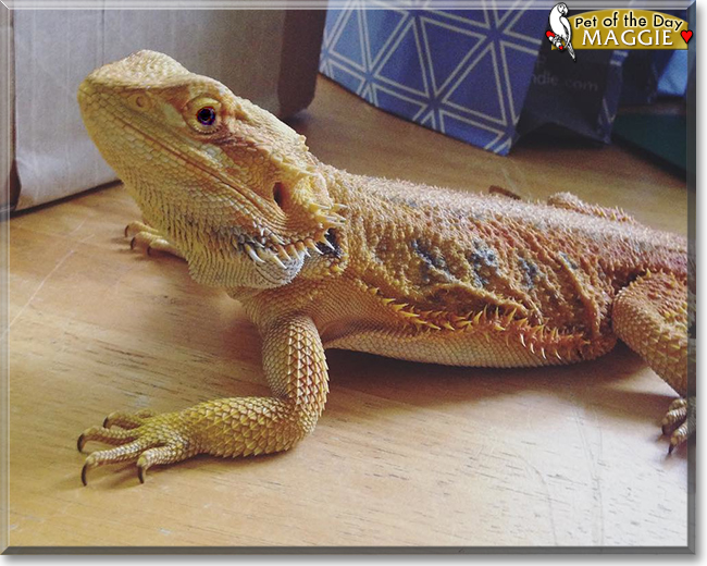 Maggie the Bearded Dragon, the Pet of the Day