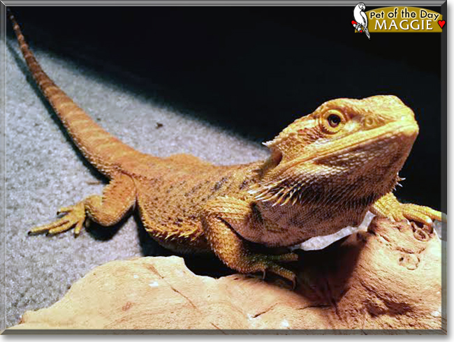 Maggie the Bearded Dragon, the Pet of the Day