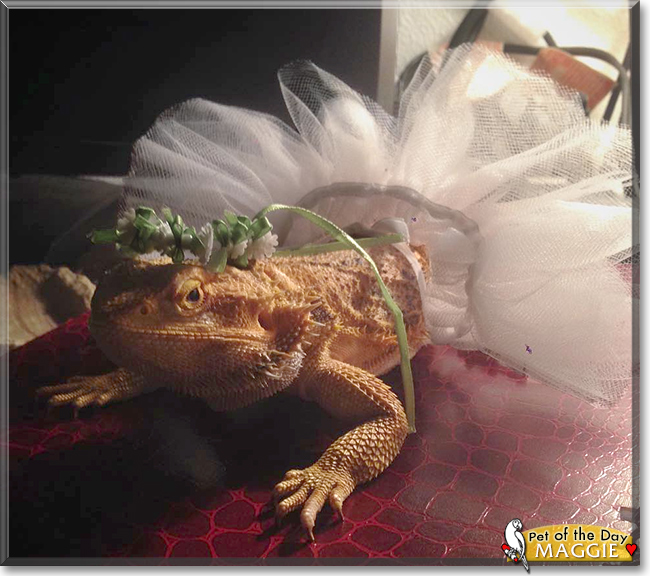 Maggie the Bearded Dragon, the Pet of the Day