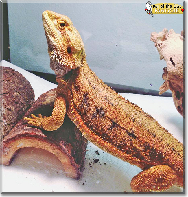 Maggie the Bearded Dragon, the Pet of the Day