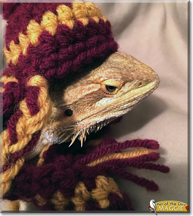 Maggie the Bearded Dragon, the Pet of the Day