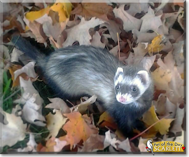 Scarlett the Ferret, the Pet of the Day