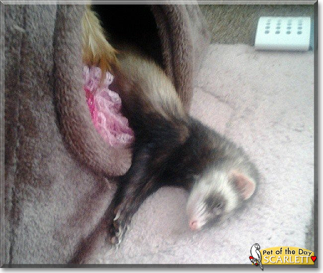 Scarlett the Ferret, the Pet of the Day