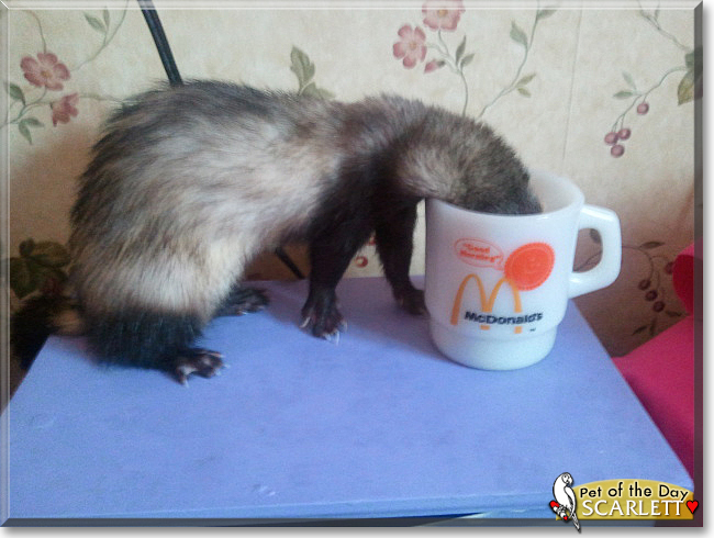 Scarlett the Ferret, the Pet of the Day